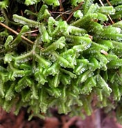 Afbeeldingsresultaten voor "laginiopsis Trilobata". Grootte: 176 x 185. Bron: moss-notes.blogspot.com