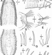 Afbeeldingsresultaten voor "tharyx Killariensis". Grootte: 177 x 185. Bron: www.researchgate.net