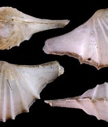 Image result for Cardiomya costellata Stam. Size: 157 x 185. Source: www.idscaro.net