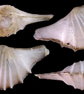 Afbeeldingsresultaten voor Cardiomya costellata Stam. Grootte: 164 x 185. Bron: www.idscaro.net