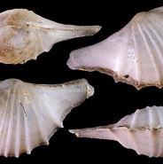 Image result for "cardiomya Costellata". Size: 184 x 185. Source: www.idscaro.net