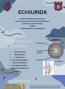 Image result for Echiurida. Size: 136 x 185. Source: es.scribd.com
