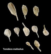 Afbeeldingsresultaten voor Teredora malleolus Stam. Grootte: 176 x 185. Bron: www.aphotomarine.com