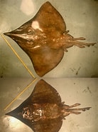 Afbeeldingsresultaten voor "raja Nidarosiensis". Grootte: 138 x 185. Bron: shark-references.com