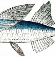 Image result for "parexocoetus Mento". Size: 178 x 154. Source: fishillust.com