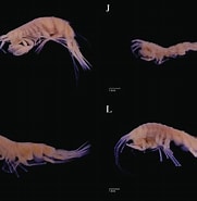 Image result for Rhachotropis helleri. Size: 181 x 185. Source: www.researchgate.net