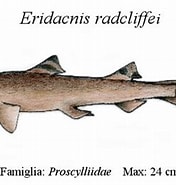 Afbeeldingsresultaten voor "eridacnis Radcliffei". Grootte: 176 x 184. Bron: www.prionace.it