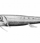 Afbeeldingsresultaten voor Pachystomias microdon Rijk. Grootte: 170 x 185. Bron: fishesofaustralia.net.au
