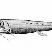 Image result for Pachystomias microdon Superklasse. Size: 173 x 185. Source: fishesofaustralia.net.au