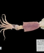 Image result for "pholidoteuthis Boschmai". Size: 153 x 185. Source: content.teldap.tw