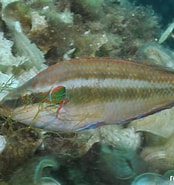 Afbeeldingsresultaten voor "symphodus Ocellatus". Grootte: 174 x 185. Bron: reeflifesurvey.com