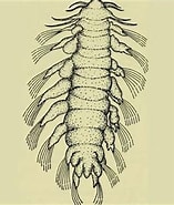 Image result for Pedinosoma curtum Rijk. Size: 157 x 185. Source: marinebiodiversity.org.bd