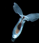 Afbeeldingsresultaten voor "cuvierinacolumella Columella". Grootte: 170 x 185. Bron: pelagics.myspecies.info