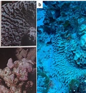 Image result for Boninastrea. Size: 172 x 185. Source: coralprojectphoenix.org