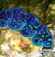Image result for "bradycalanus Gigas". Size: 176 x 185. Source: www.reddit.com