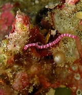 Image result for Dondersiidae Rijk. Size: 160 x 185. Source: www.gbif.org