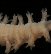 Image result for "glycera Capitata". Size: 175 x 185. Source: www.aphotomarine.com