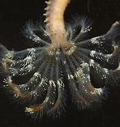Image result for "pseudopotamilla Reniformis". Size: 175 x 185. Source: www.aphotomarine.com