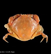 Image result for "lissocarcinus Polybioides". Size: 175 x 185. Source: www.crustaceology.com