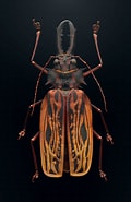 Image result for "stilbognathus Cervicornis". Size: 120 x 185. Source: levonbissstudio.com