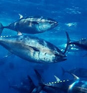 Afbeeldingsresultaten voor Bluefin Tuna 意味. Grootte: 174 x 185. Bron: www.montereybayaquarium.org