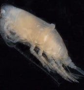Image result for Scottocalanus securifrons Geslacht. Size: 172 x 185. Source: www.zooplankton.no