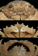 Image result for "cryptodromiopsis Bullifera". Size: 125 x 185. Source: www.researchgate.net
