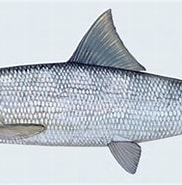 Afbeeldingsresultaten voor Albuliformes. Grootte: 182 x 142. Bron: yaybiotic.tumblr.com