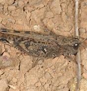 Image result for "procerodes Plebeius". Size: 176 x 185. Source: www.pyrgus.de