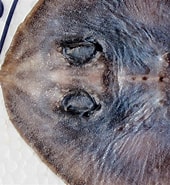Afbeeldingsresultaten voor Neoraja caerulea Klasse. Grootte: 170 x 185. Bron: shark-references.com