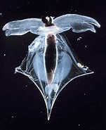Image result for Cavoliniidae. Size: 151 x 185. Source: varietyoflife.com.au