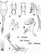 Image result for Oithona attenuata. Size: 141 x 185. Source: copepodes.obs-banyuls.fr