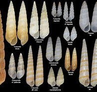 Afbeeldingsresultaten voor Pyramidellidae Wikipedia. Grootte: 195 x 185. Bron: jaxshells.org