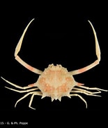 Image result for "arcania Globata". Size: 155 x 185. Source: www.crustaceology.com