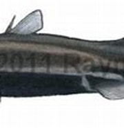 Etmopterus virens માટે ઇમેજ પરિણામ. માપ: 180 x 82. સ્ત્રોત: watlfish.com