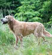Image result for World Dansk Fritid Husdyr hunde Racer apporterende jagthunde Golden Retriever Personlige Hjemmesider. Size: 174 x 185. Source: denstoredanske.lex.dk