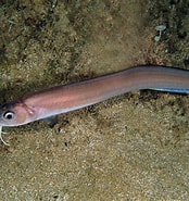 Image result for Ophidiiformes. Size: 174 x 185. Source: armandoeog.blogspot.com