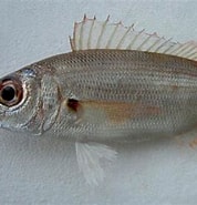 Image result for "pagellus Acarne". Size: 178 x 182. Source: fishbiosystem.ru
