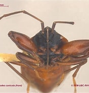 Afbeeldingsresultaten voor Archiconchoecetta Gastrodes Rijk. Grootte: 176 x 185. Bron: www.zoology.ubc.ca