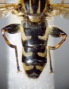 Image result for Euphilomedes interpuncta Rijk. Size: 142 x 185. Source: www.flickr.com