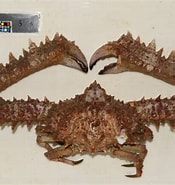 Afbeeldingsresultaten voor "parthénope Validus". Grootte: 175 x 185. Bron: ffish.asia