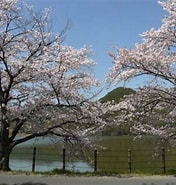 広沢池 桜 に対する画像結果.サイズ: 176 x 185。ソース: kyototravel.info