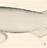 Afbeeldingsresultaten voor Apristurus profundorum. Grootte: 179 x 77. Bron: shark-references.com