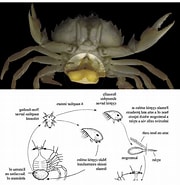 Image result for Sacculina bourdoni Rijk. Size: 180 x 185. Source: www.science4man.com.ng