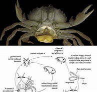 Image result for Sacculina Bourdon Familie. Size: 194 x 185. Source: www.science4man.com.ng