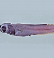 Image result for "leptoderma Sp.". Size: 175 x 185. Source: fishesofaustralia.net.au