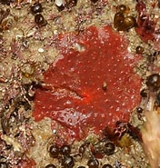 Image result for "hymedesmia Mamillaris". Size: 176 x 185. Source: www.aphotomarine.com