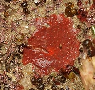 Image result for Hymedesmia Hymedesmia Pilata Orde. Size: 196 x 185. Source: www.aphotomarine.com