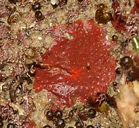 Image result for Hymedesmia Hymedesmia Pilata Geslacht. Size: 201 x 185. Source: www.aphotomarine.com