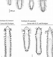 Image result for "scolelepis Bonnieri". Size: 174 x 185. Source: www.researchgate.net